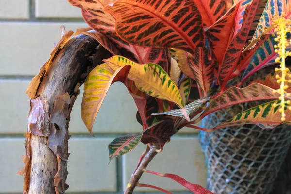 Codiaeum Variegatum Crotone Giardino Crotone Variegato Croton Foglie Rosse Gialle — Foto Stock