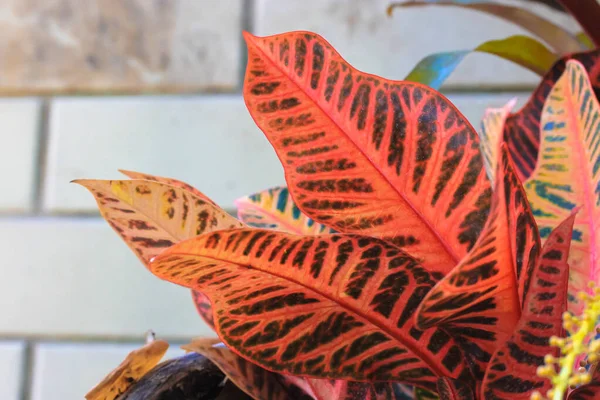 Codiaeum Variegatum Trädgård Croton Eller Brokig Croton Croton Röda Och — Stockfoto