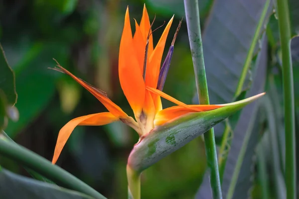 Strelitzia Reginae Ave Flor Paraíso Flor Laranja Exótica Close Contra — Fotografia de Stock