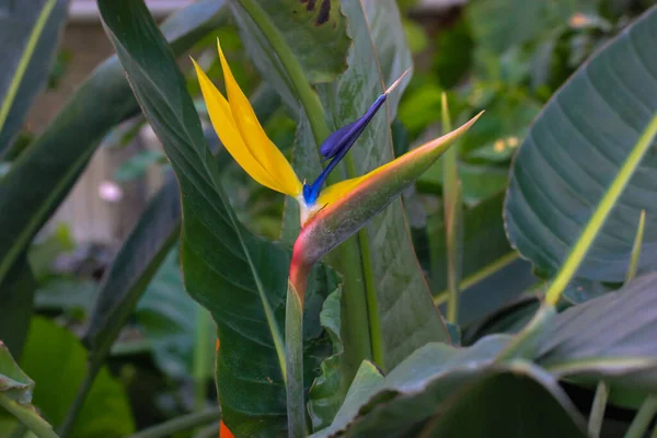 Strelitzia Reginae Paradijsvogel Exotische Gele Bloem Close Tegen Tropische Bladeren — Stockfoto