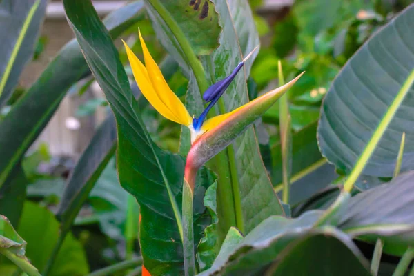 Strelitzia Reginae Paradijsvogel Exotische Gele Bloem Close Tegen Tropische Bladeren — Stockfoto