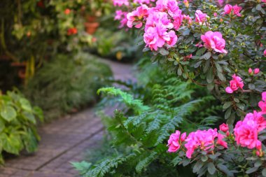 Tropikal bitkiler, yapraklar ve çiçek açan pembe çiçeklerle çevrili, ormana doğru uzanan bir taş yürüyüş yolu. Güzel bir yaz manzarası. Tropikal bahçeye inanılmaz bir yolculuk.