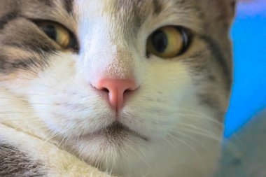 Küstah çizgili, sarı gözlü, solda pembe burunlu tüylü kedi. Mavi arkaplan.