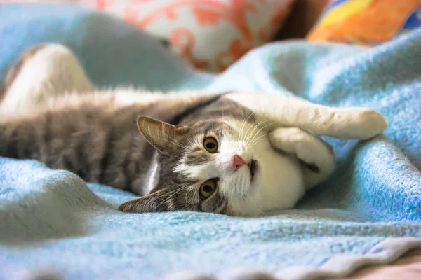 Yumuşak Çizgili Pembe Burunlu Açık Ağızlı Kedi Koltukta Sırt Üstü — Stok fotoğraf