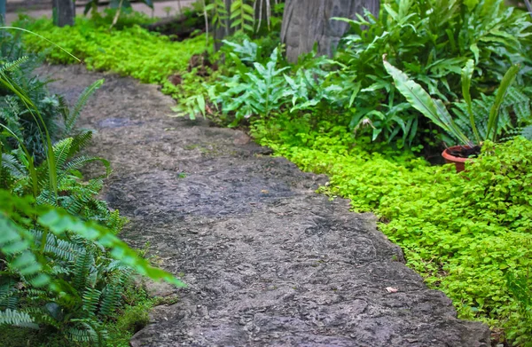 Каменная Пешеходная Тропа Окруженная Тропическими Растениями Листьями Ведущими Джунгли Прекрасный — стоковое фото