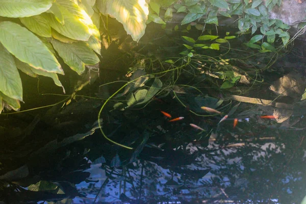 Goldfische Schwimmen Dunklen Wasser Eines Von Tropischen Blättern Umgebenen Teiches — Stockfoto