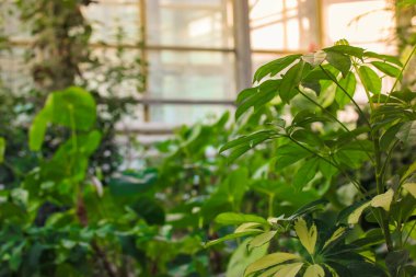 Tropikal sera ya da sera, Ukrayna 'nın Kiev kentindeki botanik bahçesindeki büyük pencereye karşı farklı tropikal bitki ve ağaçlar. Doğa arkaplanı.