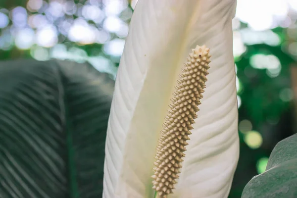 熱帯のヤシの緑の葉の間に白いユリの花を密接に咲かせます 家庭と庭の植物のケア 高品質の写真 — ストック写真