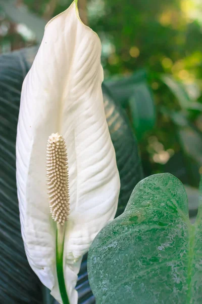 Bílá Lilie Spathiphyllum Květina Zblízka Mezi Zeleným Listím Tropických Palem — Stock fotografie