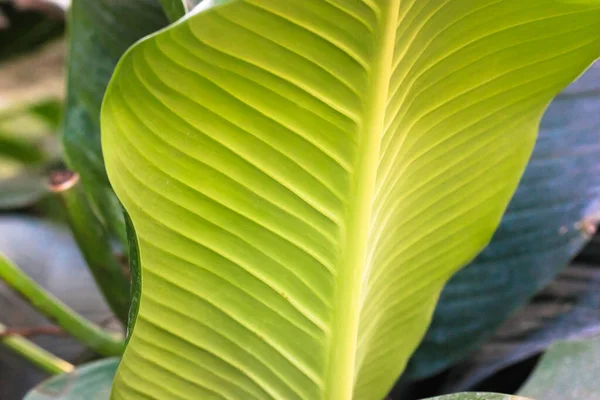 Struktura Banánového Listu Botanickém Zahradním Skleníku Tropické Rostliny Stromy Výlet — Stock fotografie