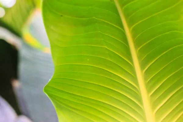 Struktura Banánového Listu Botanickém Zahradním Skleníku Tropické Rostliny Stromy Výlet — Stock fotografie