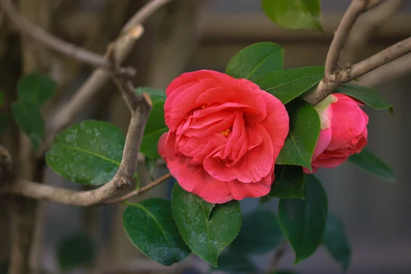 Red Azaleas Bloom Flowers Green Foliage Blurred Background Home Garden — Stock Photo, Image