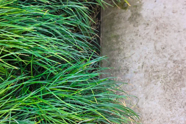 Пышная Зеленая Контрастная Трава Против Серой Бетонной Текстуры Тропа Джунглях — стоковое фото