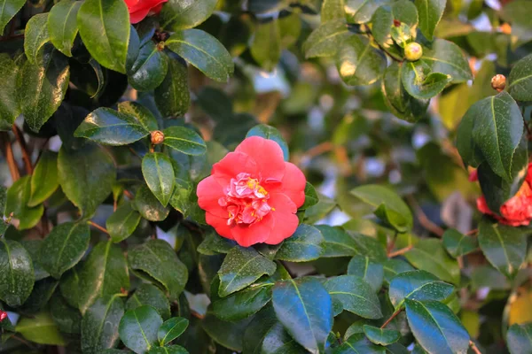 Rote Azaleen Blühen Blumen Vor Grünem Laub Verschwimmen Haus Und — Stockfoto