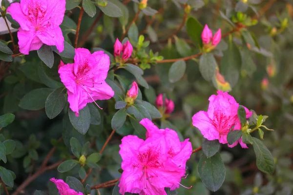 Pink Azalea Bloom Flower Close Green Foliage Blurred Background Plant — Stock Photo, Image