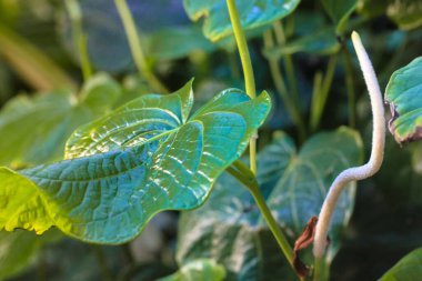 Geniş peperomi yaprakları ve yaprakların arasında beyaz peperomi çiçeği. Büyük tropikal yaprak deseni ve dokusu. 