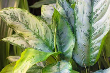 Dieffenbachia, Dumb Cane, Leopard Lily leaves texture and background. Taking care of home exotic plants. High quality photo