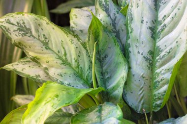 Dieffenbachia, Dumb Cane, Leopard Lily leaves texture and background. Taking care of home exotic plants. High quality photo clipart