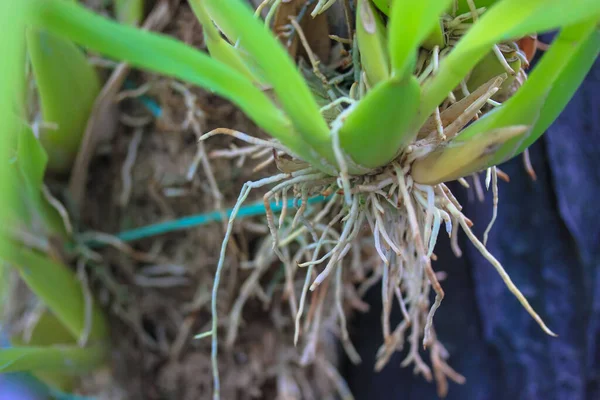 Las Raíces Las Hojas Verdes Planta Orquídea Sin Flores Cuidado —  Fotos de Stock