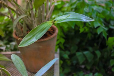 Evde bitki ve çiçek yetiştirmek için kırmızı kil süslemeli yeşil yapraklar. Bahçe, orman ve çiçekçi. Metin için yer