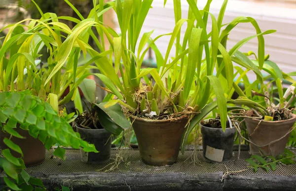 Muchas Flores Macetas Plantas Verdes Con Hojas Largas Jardín Cultivando —  Fotos de Stock