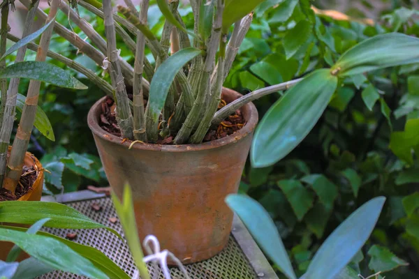 Hojas Verdes Lisas Una Maceta Decorativa Arcilla Roja Para Cultivar — Foto de Stock