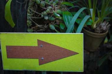 Yeşil arka plandaki boş yeşil tahta ok işareti bir botanik bahçesinin, seranın ya da ormanın girişini gösteriyor. Arka planda yeşil tropikal bitkiler.