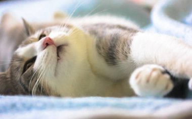 Beyaz kedi şekerleme yaptıktan sonra kanepede geriniyor, rahat hayvanlar. Günaydın.