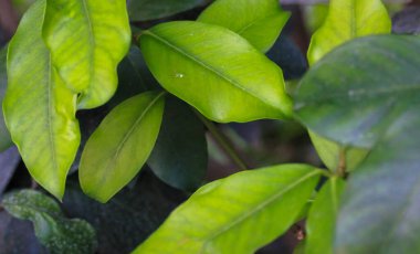 Büyük yeşil tropikal yapraklar, tropikal bitki Acokanthera spectabilis