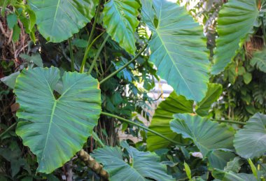 Büyük yeşil tropikal Xanthosomam yaprakları, kalp şekli iz bırakır. Araceae ailesinin bitkileri, Araceae. Orta Amerika, Kolombiya, Meksika bitkileri. Ekolojik kavram. Yağmur ormanları.