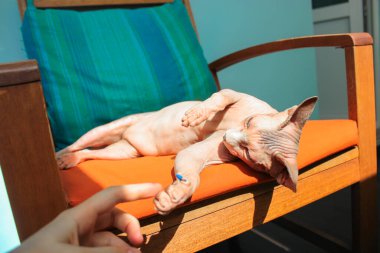 Yazın koltukta komik bir pozla güneşlenen Kanadalı bir Sphynx kedisiyle oynayan bir metres. Kedinin patisine dokunmak. Yüksek kalite fotoğraf
