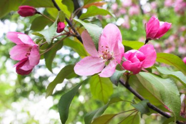 İlkbaharda çiçek açan ağaçta pembe sakura çiçekleri. Çiçeklerin arka planı, yumuşak odak. Yüksek kalite fotoğraf