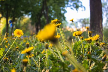 Taze çimen ve çiçek açan sarı karahindiba çiçekleriyle dolu güzel bir çayır. İnanılmaz bir bahar ya da yaz manzarası. Yumuşak odak.