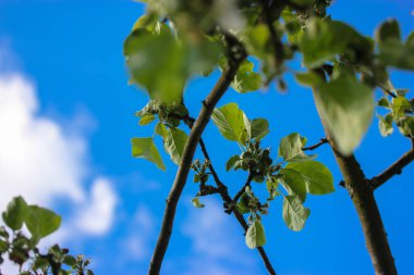 Yeşil yapraklı elma ağaçlarının dalları beyaz bulutlu mavi gökyüzüne karşı. Çiçek ya da elma yok. Meyve ağaçlarından oluşan bir bahar bahçesi. Doğa uzun bir kıştan sonra canlanır. Organik tarım bahçeleri..