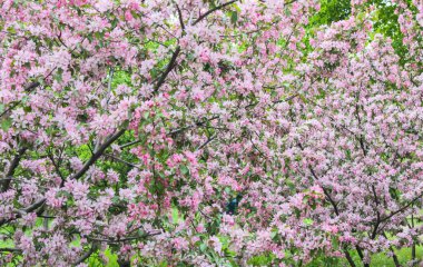 İlkbaharda çiçek açan ağaçta pembe sakura çiçekleri. Kiraz ağacında bir sürü çiçek, yumuşak bir odak. Yüksek kalite fotoğraf