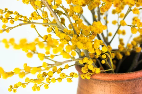 A bouquet of yellow mimosa flowers in a brown clay vase. Golden Acacia dealbata in bloom as a gift for Mom\'s day, March 8, Valentine\'s day, Easter. Yellow spring flowers close-up on white background.