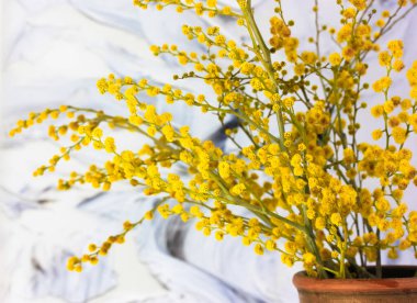 Kahverengi kil vazoda bir buket sarı mimoza çiçeği. Siyah ve beyaz fırça darbelerinde sarı bahar çiçekleri. Golden Acacia çiçek açmış. Anneler günü için bir hediye, 8 Mart, Paskalya..