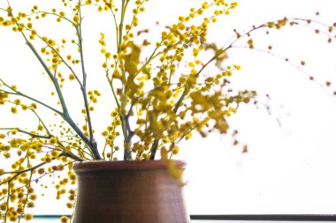 Kahverengi kil vazoda güzel bir buket sarı mimoza çiçeği. Sarı bahar çiçekleri yol kenarındaki pencere pervazında. Golden Acacia çiçek açmış. Anneler günü için bir hediye, 8 Mart, Paskalya..