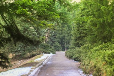 Çam ormanlarında ya da parklarda asfaltlı ve ıslak bir yol ufuktan geçer. Bitmeyen yeşil kozalaklı dallar. Baharın başında botanik bahçesinde yürüyüş. Güzel köknar ağaçları. Yol kenarında kar var.. 