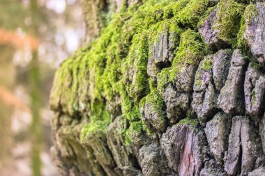 Güneşli bir günde eski ağaç gövdesinde yeşil bir yosun. Baharda, yazın yeşil parkta yeşil yosunlu bir ağaç kabuğu dokusu. Doğal arka plan. Gezegen konseptimizi kurtar. Ekolojik tema.