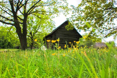 Kyiv, Ukrayna, Avrupa 'da baharda eski ahşap kulübe ve bahçenin panoramik manzarası. Baharda çiçek açan bir çayırda rahat bir ev sarı Kingcup çiçeklerinin arasında, ufukta dallanan uzun bir ağaç.