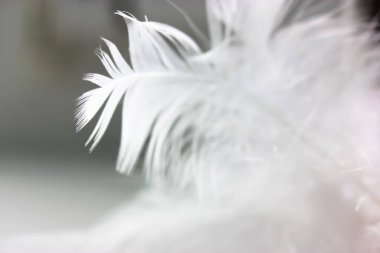 Siyah arka planda beyaz narin bir kuş tüyü. Tüyün arka planı ve dokusu. Beyaz tüy ayrıntıları. Arka plan bulanık. Yüksek kalite fotoğraf