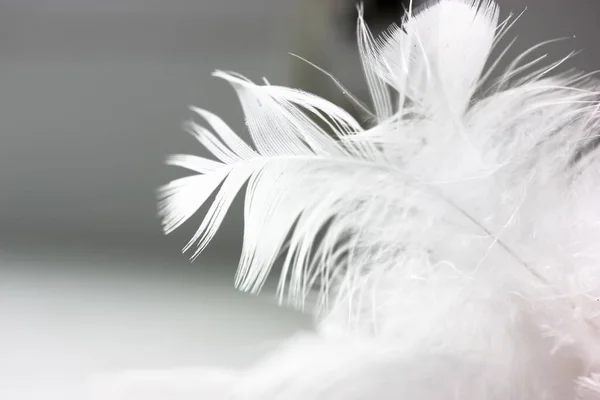 A white delicate bird's feather on black background close-up. Background and texture of the feather. Detail of a white feather. Blurred background. High quality photo