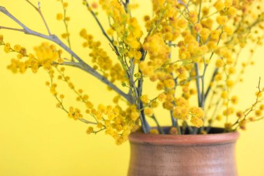 Kahverengi kil vazoda açan sarı mimozanın dalları. İç kısımda güzel bir bahar buketi, sarı arka plan. Acacia pycnantha. Anneler Günü, Paskalya, Doğum günü, 8 Mart için tebrikler..
