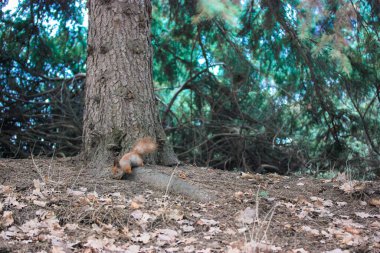 Çam ağacının dibinde kırmızı bir sincap. Arka planda bir çam ağacının gövdesi ve yoğun yaprakları. Parkların ve kozalaklı ormanların hayvanları. Yere düşen kuru yapraklar..