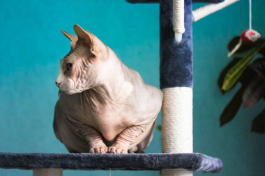 Güzel, gri ve beyaz bir Kanada Sphynx kedisi tırmalayan bir kulede oturuyor ve soluna bakıyor. Mavi duvara yaslanmış kel deri bir kedi. Modern iç mekanda evcil hayvan oyuncakları. - Evet. Yüksek kalite fotoğraf