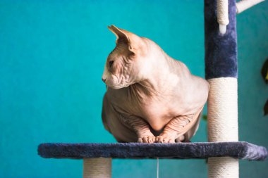 Güzel, gri ve beyaz bir Kanada Sphynx kedisi tırmalayan bir kulede oturuyor ve soluna bakıyor. Mavi duvara yaslanmış kel deri bir kedi. Modern iç mekanda evcil hayvan oyuncakları. - Evet. Yüksek kalite fotoğraf
