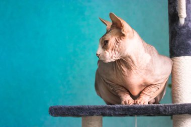 Güzel, gri ve beyaz bir Kanada Sphynx kedisi tırmalayan bir kulede oturuyor ve soluna bakıyor. Mavi duvara yaslanmış kel deri bir kedi. Modern iç mekanda evcil hayvan oyuncakları. - Evet. Yüksek kalite fotoğraf