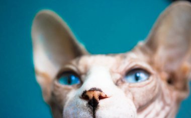 Safkan bir Kanada Sphynx kedisinin portresi mavi gözlü ve komik beyaz bir ağızlık yakın plan. Kel buruşuk kedi ileriye ve yukarıya bakıyor. Evdeki komik sevimli hayvanlar. Kedi yüzlü.