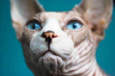 Safkan bir Kanada Sphynx kedisinin portresi mavi gözlü ve komik beyaz bir ağızlık yakın plan. Kel buruşuk kedi ileriye ve yukarıya bakıyor. Evdeki komik sevimli hayvanlar. Kedi yüzlü.